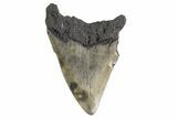 Serrated, Fossil Megalodon Tooth - South Carolina #325235-1